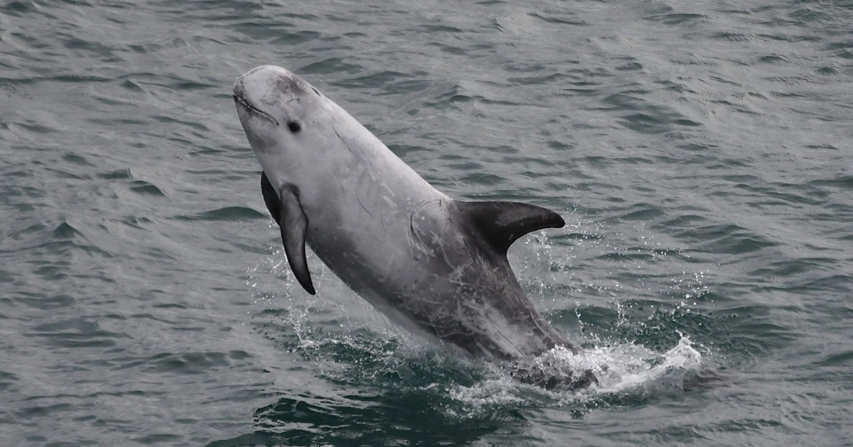 RISSO’S DOLPHINS